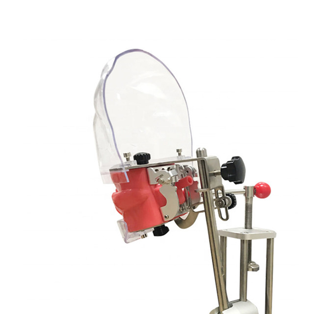 iDENTical Table Mount Portable Dental Manikin (TJ-MA02)