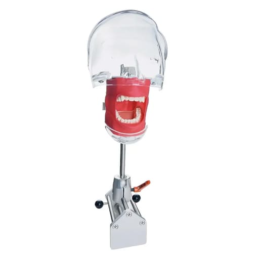iDENTical Table Mount Portable Dental Manikin (TJ-MA02)