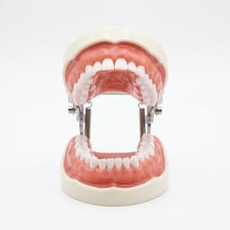 iDENTical Nissin Type Typodont Jaw Set TJMA09 - 4