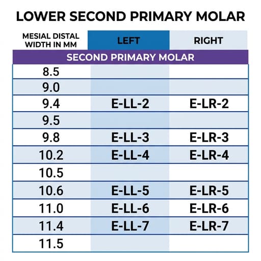 Oro SS Little Crown Primary Molar - E (2nd Molar) (Pack of 5)