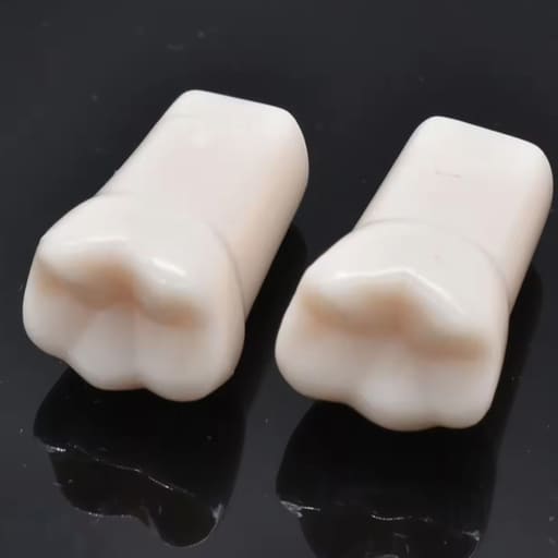 iDENTical Typodonts For Nissin Type Jaw Set TJMA09 - Individual