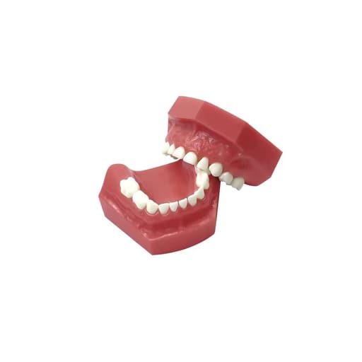 iDENTical Individual Deciduous Model Teeth - Set of 20 M7020