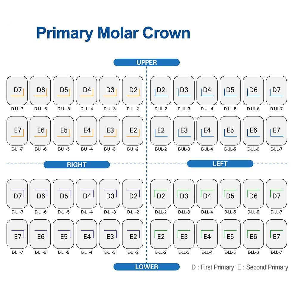 SuperEndo Stainless Steel Crowns Primary Molar Kit (Set Of 48)