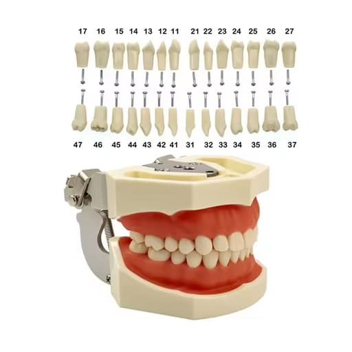 iDENTical Typodonts For Nissin Type Jaw Set - Individual (Compatible With Nissin M8011 Typodont Only)