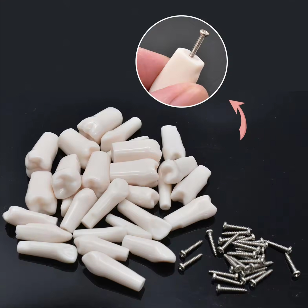 iDENTical Typodonts For Nissin Type Jaw Set TJMA09 - Individual