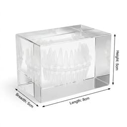 iDENTical Crystal Orthdontic Model - ZYR-6005 - 3