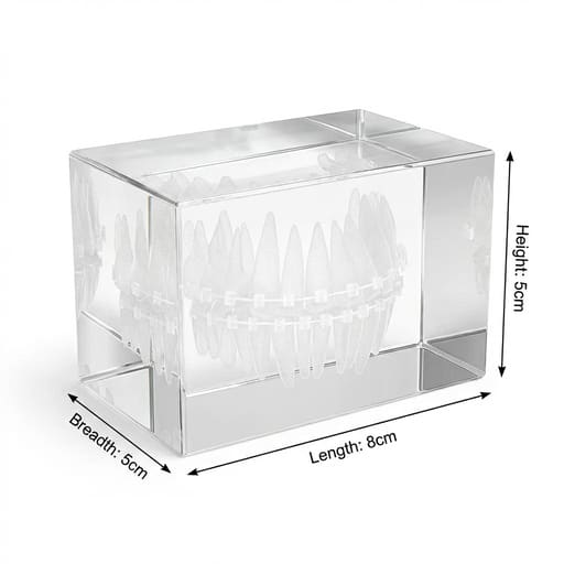 iDENTical Crystal Orthdontic Model - ZYR-6005