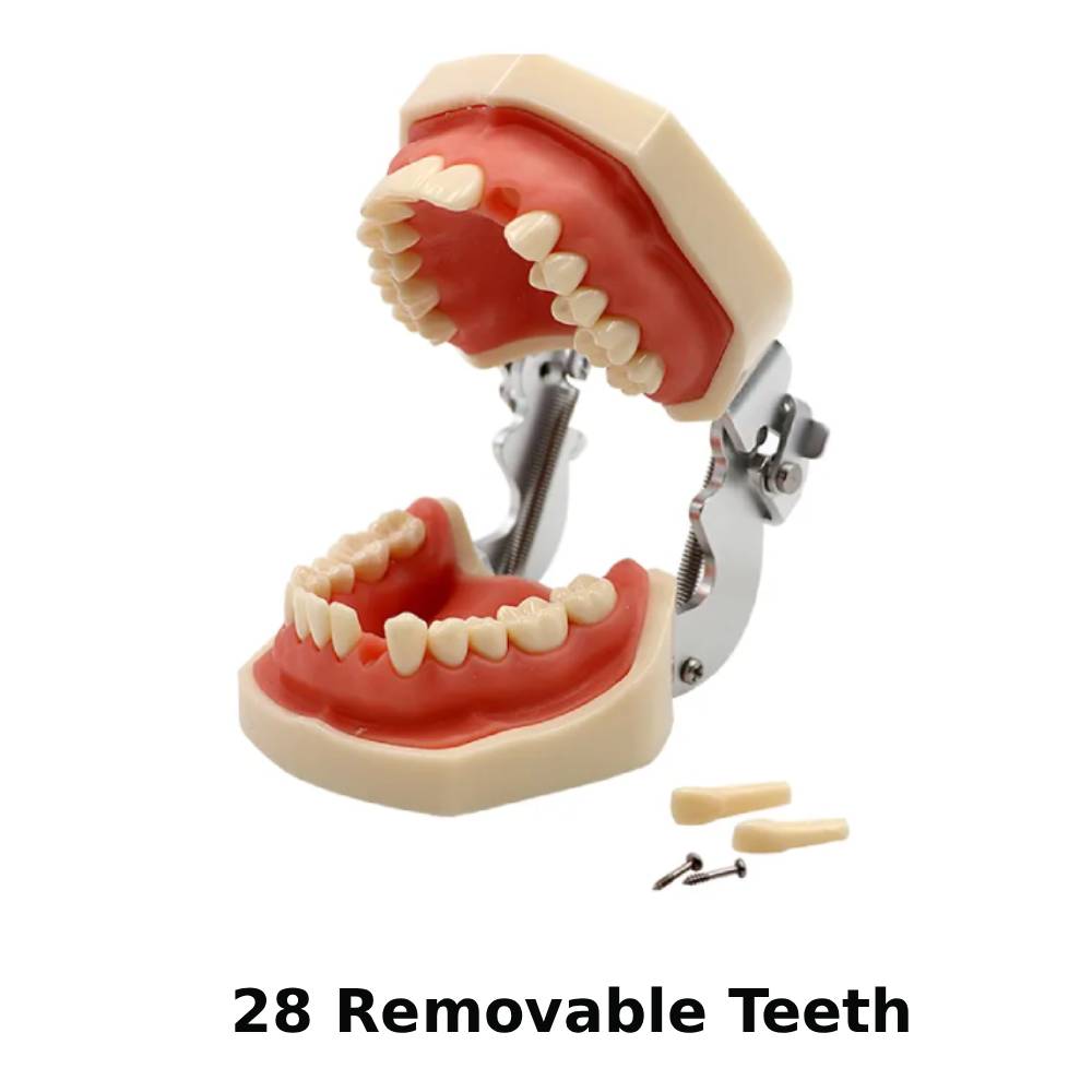 iDENTical Nissin Type Typodont Jaw Set M8011	