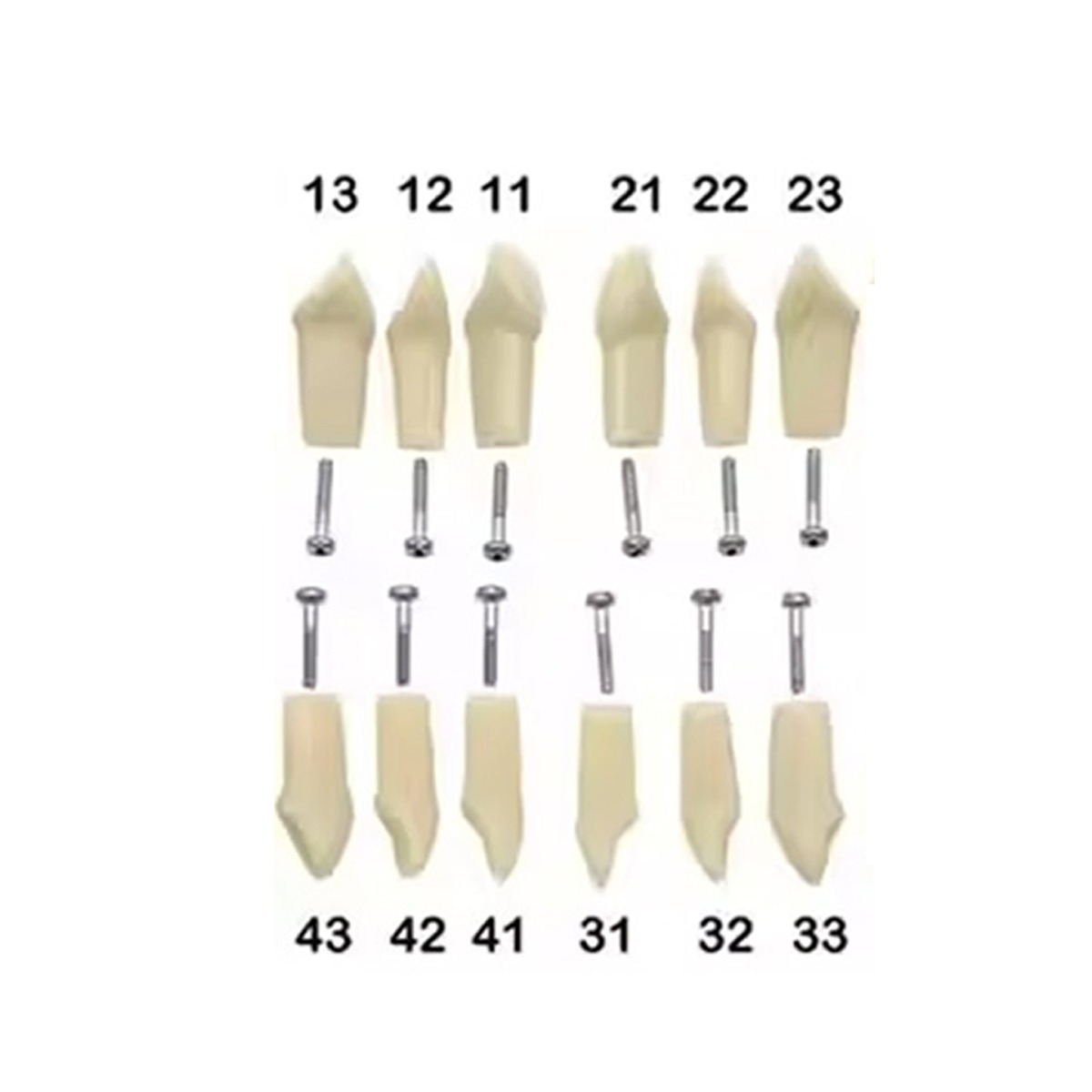iDENTical Typodonts For Nissin Type Jaw Set - Individual