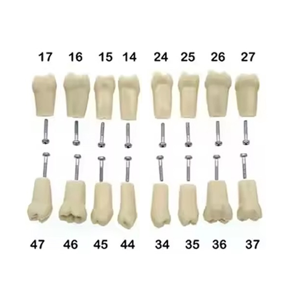 iDENTical Typodonts For Nissin Type Jaw Set - Individual
