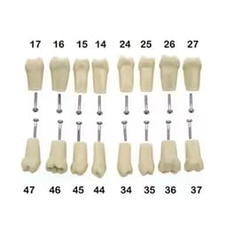 iDENTical Typodonts For Nissin Type Jaw Set - Individual (Compatible With Nissin M8011 Typodont Only) - 11
