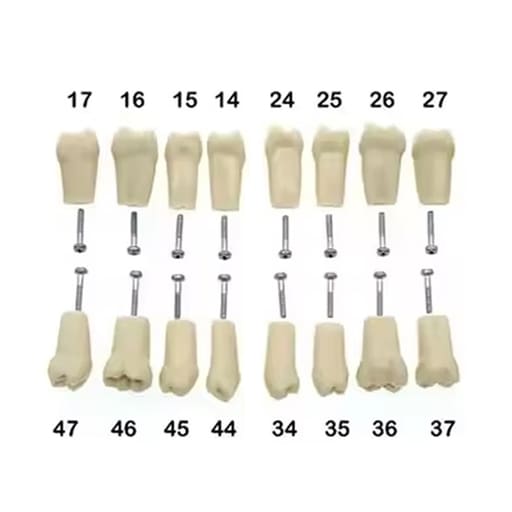 iDENTical Typodonts For Frasaco Type Jaw Set Individual M8022