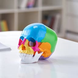 iDENTical Anatomical Skull Model Colored With Magnet M5015 - 12