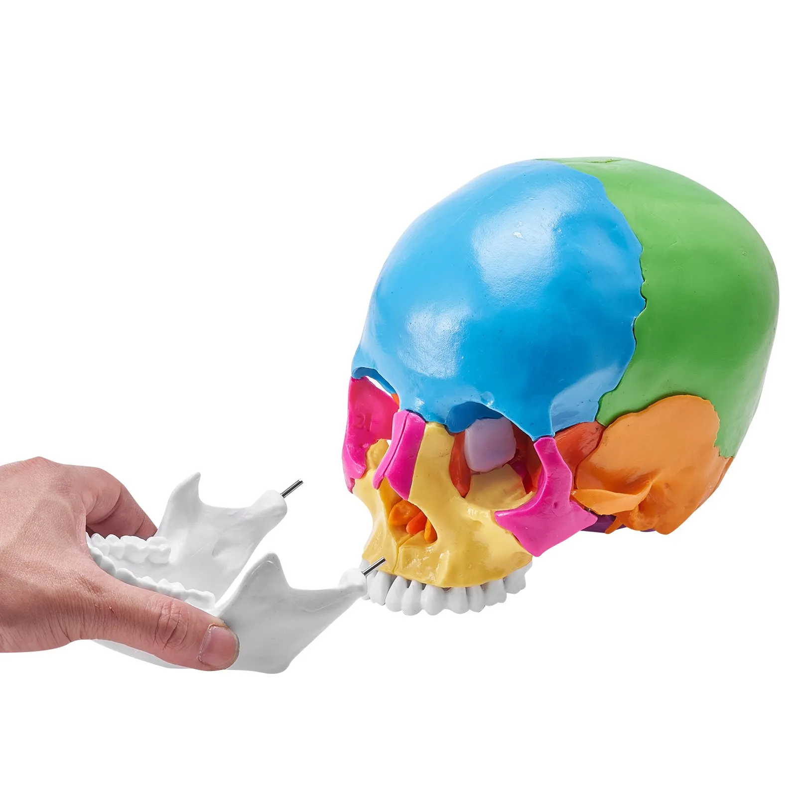 iDENTical Anatomical Skull Model Colored With Magnet M5015