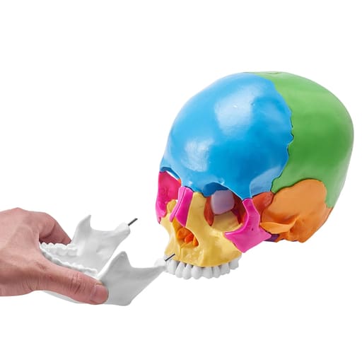 iDENTical Anatomical Skull Model Colored With Magnet M5015