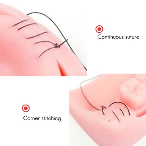 iDENTical Dental Educational Suture Model	