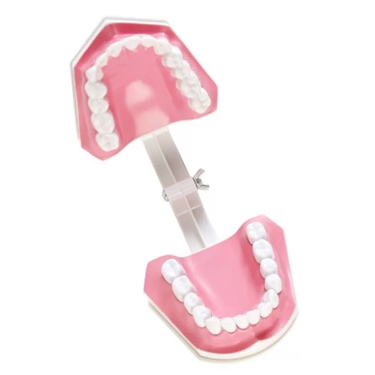 iDENTical Tooth Brushing Demonstration Model - M7010