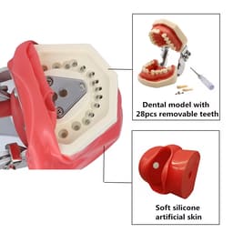 iDENTical Table Mount Portable Dental Manikin (M1003-3) - 9