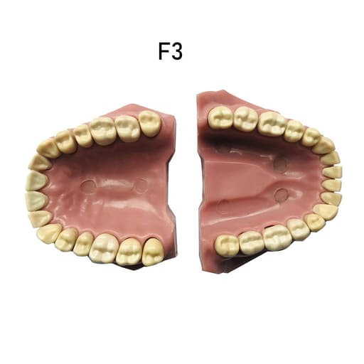 API Jaw Set with Typodonts 