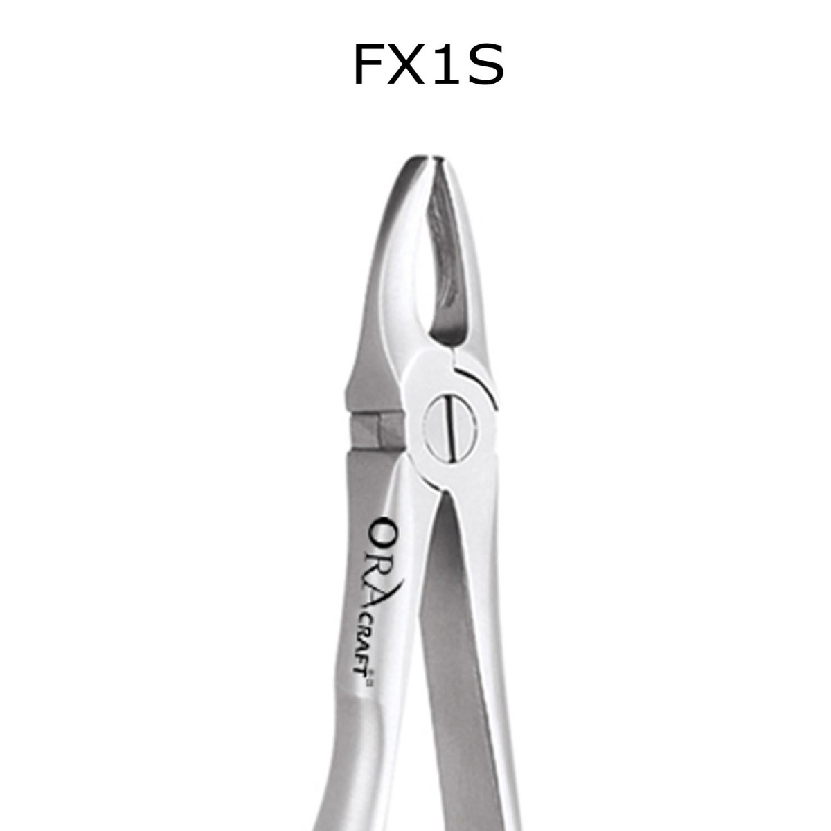 Oracraft  Extraction Forceps Standard