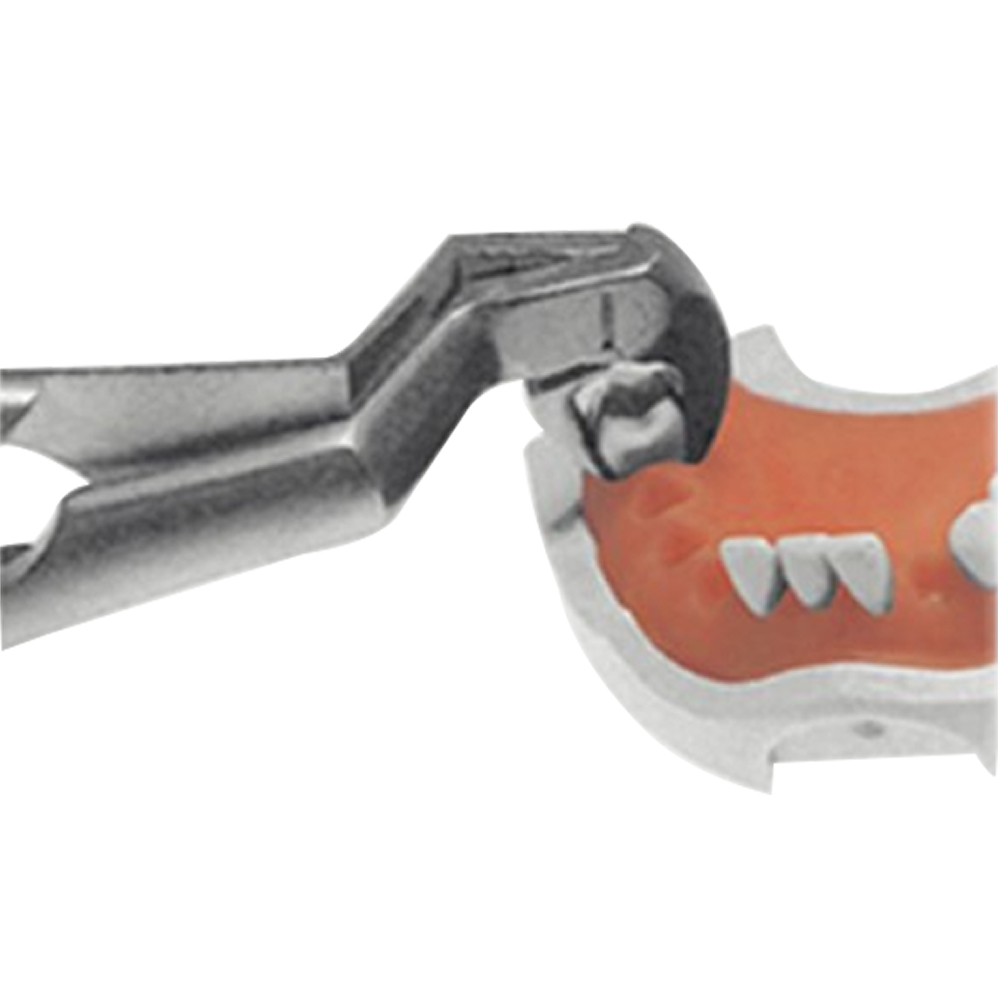 GDC Extraction Forceps Lower Molars And Wisdoms Right - Premium (Fx22 1/2rp)