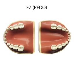 API Jaw Set with Typodonts - NZ (PEDO)