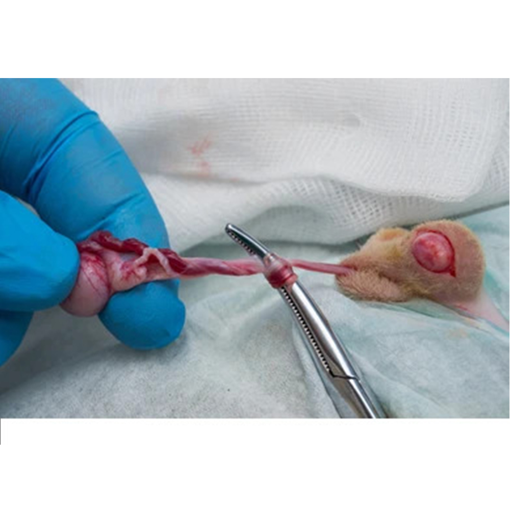 GDC Hemostats Crile Curved - (16cm) (HRPC)