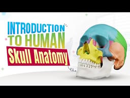 iDENTical Anatomical Skull Model Colored M5005 - 2