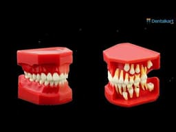 iDENTical Pediatric Development Model Age 9-12 M7013 - 2