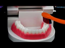 iDENTical Dental Model For Patient Education MD-105 - 2