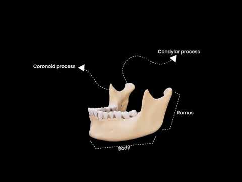 iDENTical Implant Practice Mandible Jaw Model M2025 (1 Piece) - 3