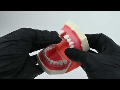 Identical Table Mount Portable Dental Manikin (M1003-3) - 2