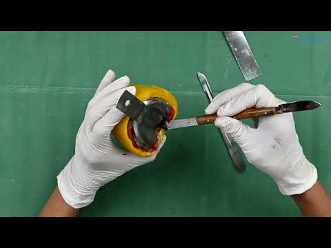 GDC Wax Knife Spatula Fahnenstock Large (Wkfl)  - 2