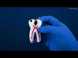 iDENTical Tooth Anatomy Key Chain (3006) - 2