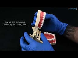 iDENTical Frasaco Type Typodont Jaw Set - 2