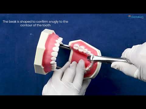 Waldent Tooth Extraction Forceps Lower Roots No.33L (1/125) - 2