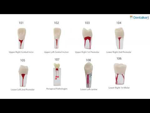 iDENTical Root Canal Treatment Practice Models - 2