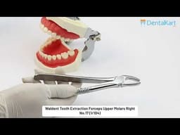 Waldent Tooth Extraction Forceps Upper Molars Right, No.17 (1/104) - 2