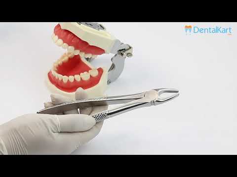 Waldent Tooth Extraction Forceps Upper Anteriors, No.1 (1/101)  - 2