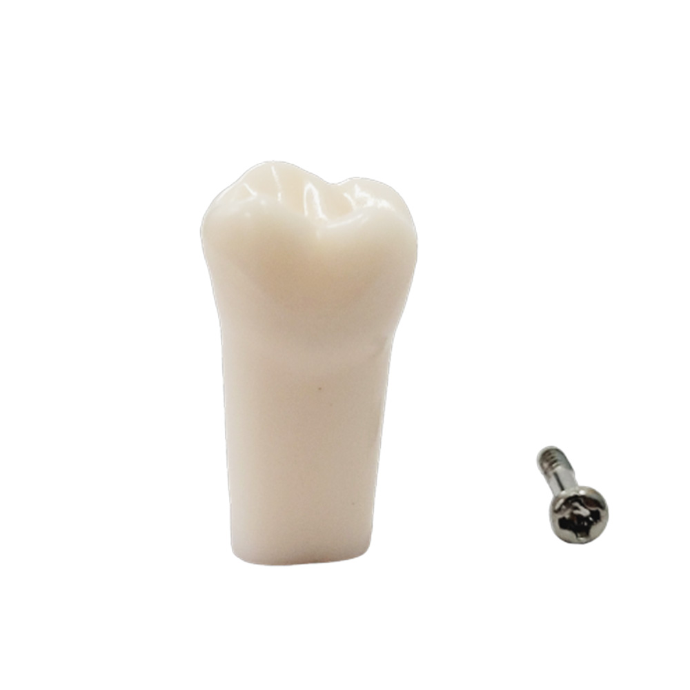 iDENTical Typodonts Upper Right First Molar For Nissin Type Jaw Set - Individual - 16