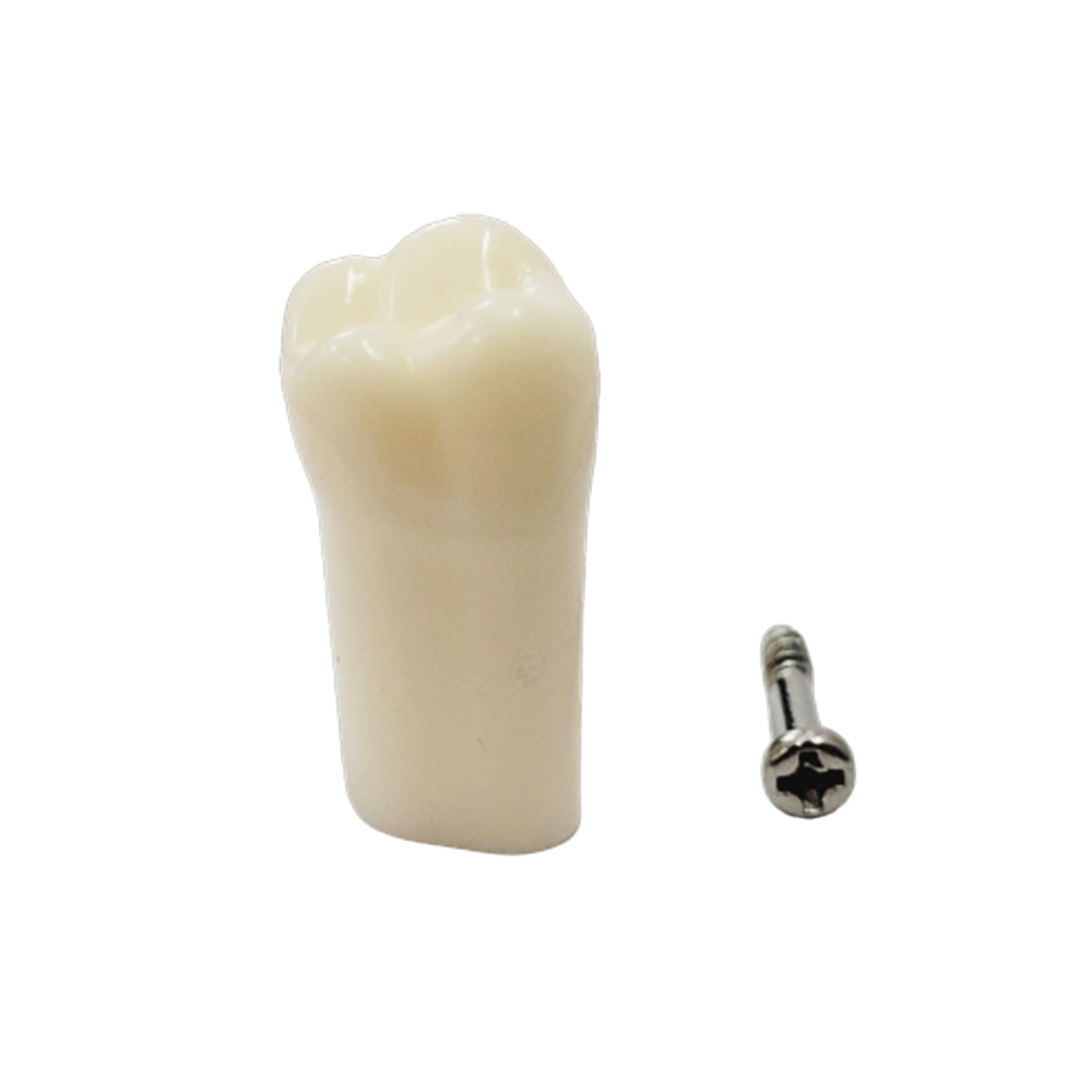 iDENTical Typodonts Upper Left Second Molar For Nissin Type Jaw Set - Individual - 27
