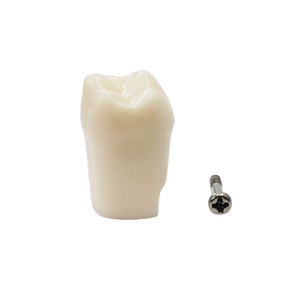 iDENTical Typodonts Upper Right Second Molar For Nissin Type Jaw Set - Individual - 17