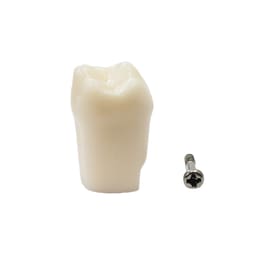 iDENTical Typodonts Upper Right Second Molar For Nissin Type Jaw Set - Individual - 17