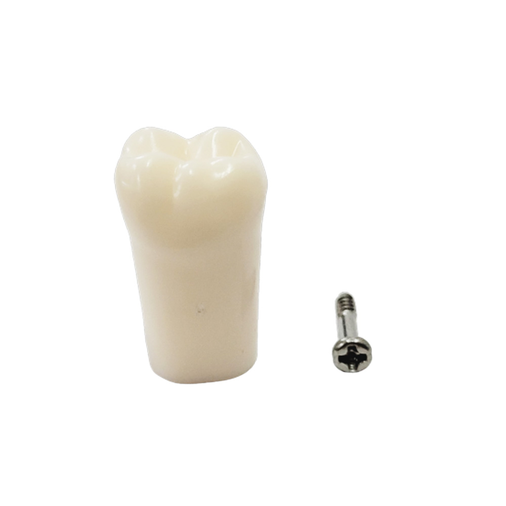 iDENTical Typodonts Lower Left Second Molar For Nissin Type Jaw Set - Individual - 37