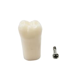 iDENTical Typodonts Lower Left Second Molar For Nissin Type Jaw Set - Individual - 37