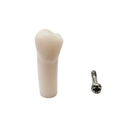 iDENTical Typodonts Lower Left Second Premolar For Nissin Type Jaw Set - Individual - 35
