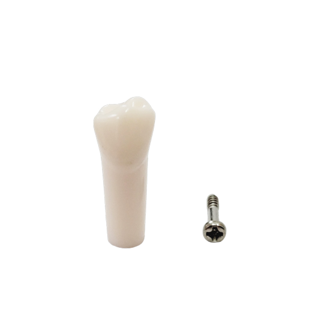 iDENTical Typodonts Lower Right Second Premolar For Nissin Type Jaw Set - Individual - 45