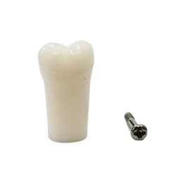 iDENTical Typodonts Lower Left Third Molar For Nissin Type Jaw Set - Individual - 38
