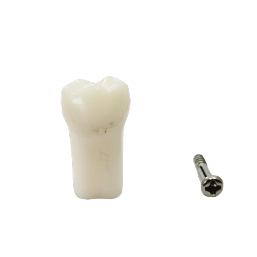 iDENTical Typodonts Lower Right Third Molar For Nissin Type Jaw Set - Individual - 48