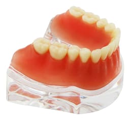 iDENTical Implant Model With Silver Bar M6008 - 3